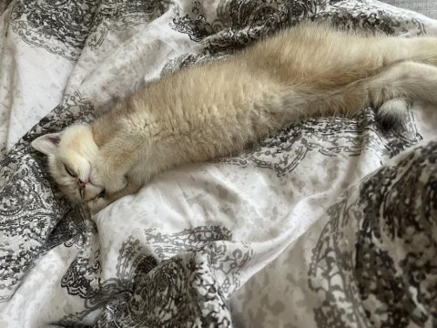 Golden shaded dişi british shorthair