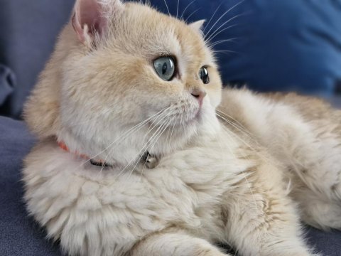 Golden british shorthair erkek