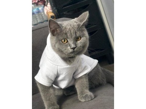 Acil karneli british shorthair