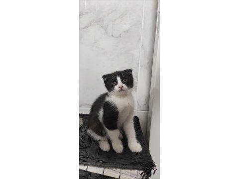 Bu tatlı scottish fold yavruları sahiplendirmek istiyoruz