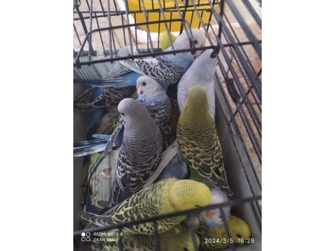 Muhabbet kuşu antalya adrese teslim kafes aksesuar