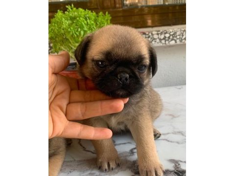 Teslime hazır pug mops yavrularım 1 dişi 1 erkek