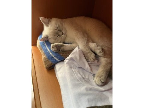 British blue point saf kan
