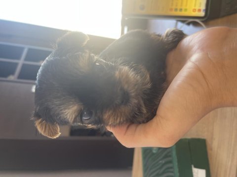 Safkan ırkının en iyisi yorkshire terrier