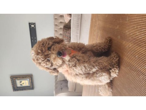 Evde bakılan çok akıllı poodle yavru
