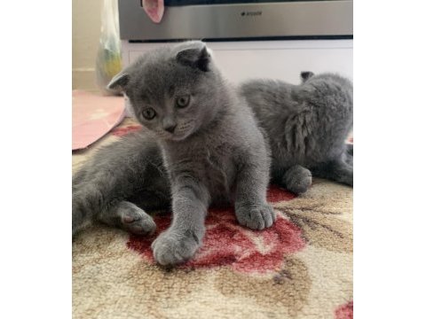 Scottish fold yavrular