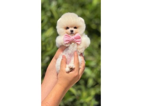 Pomeranian erkek