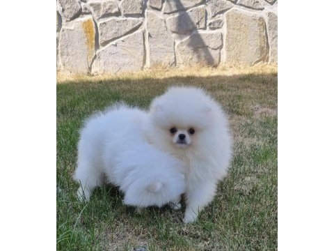 Pomeranian yavru dişi