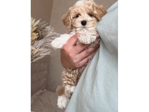 Orıgınal kore teacup maltipoo yavrumuz