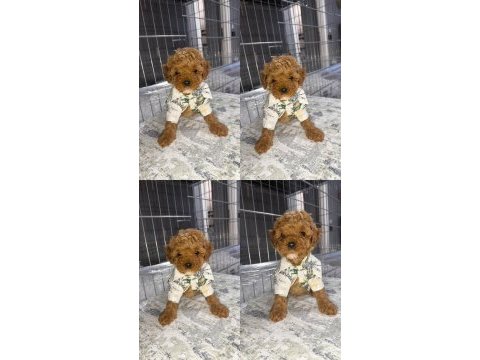 Minik toy poodle