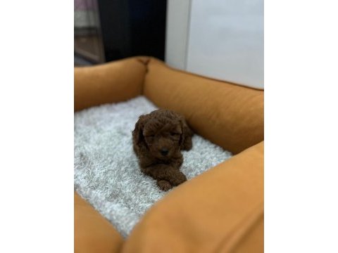 Toy poodle yavrularımım erkek