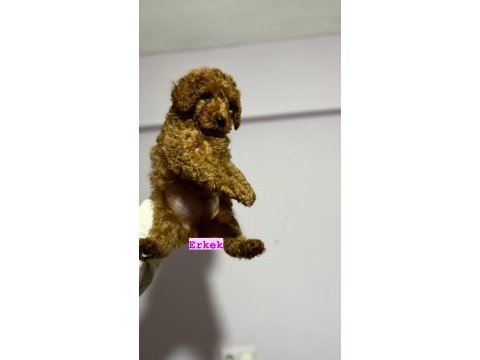 Toy poodle dişi ve erkek
