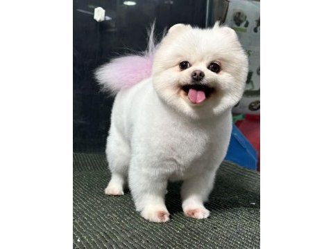 Orjinal ayı surat pomeranian boo yavrular