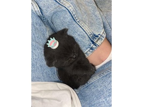 Siyah güzel scottish fold yavrumuz görüşülür