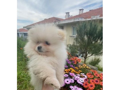 Sağlıklı yavru pomeranian sahiplendiriyorum 3 aylık