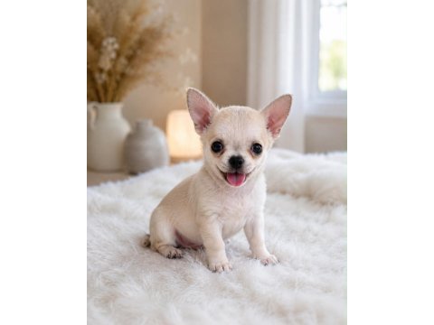 Mini boy wc eğitimli chihuahua