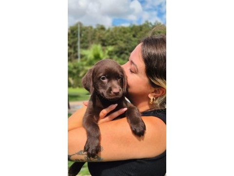 Ruhsatli çiflikten labrador retriever yavruları 