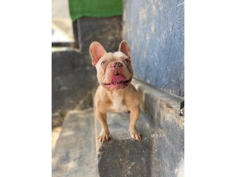 İsabella güzel bir french bulldog erkeği