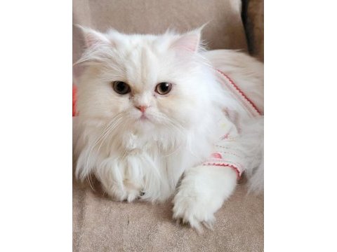 Chinchilla kızımıza eş arıyoruz