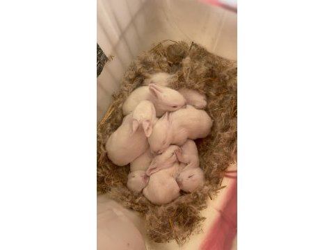 Yavru lop tavşan