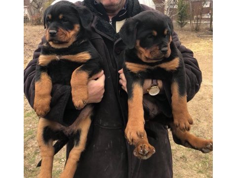 Akkuş üretim çiftliğinden rottweiler yavruları