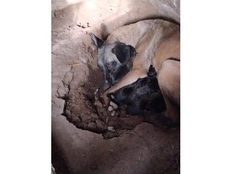 Kişi ve alan koruma malinois
