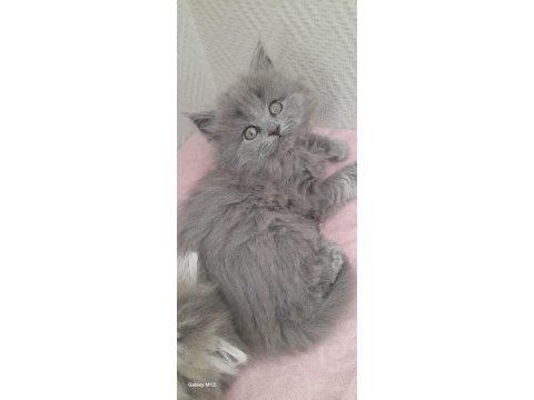 British longhair