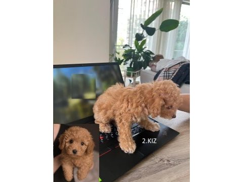 Biz çok tatlı 3 poodle kardeşiz