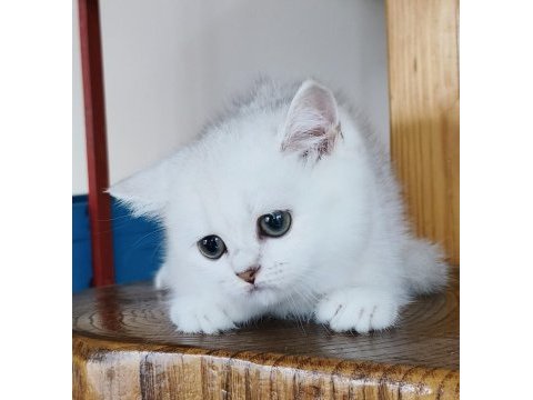 Scottish straight shorthair bs12 dişi