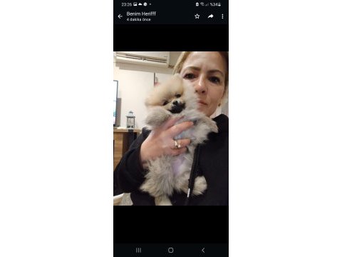 Sevimli pomeranian bebeğim