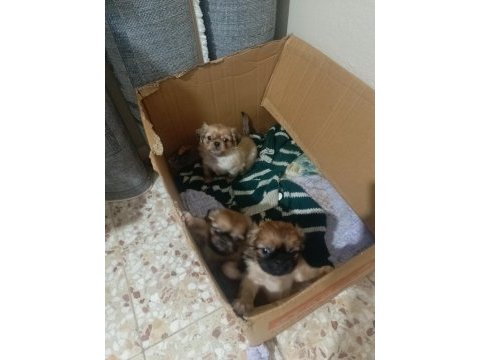 Yavru pekinez cinsi köpek