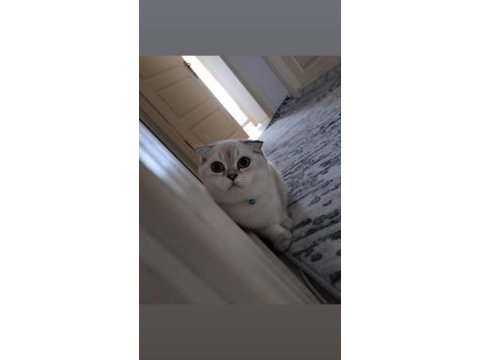Acil satılık scottish fold