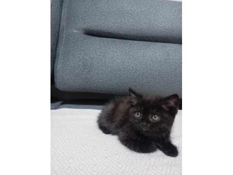 Dark cohollette kedimiz