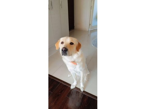 Köpeğimiz yeni aile olmak ister misiniz