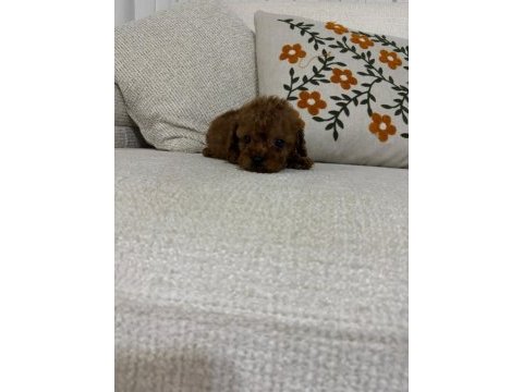 Toy poodle rezerveye açık