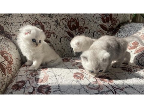 British longhair ve british shorthair bebişler