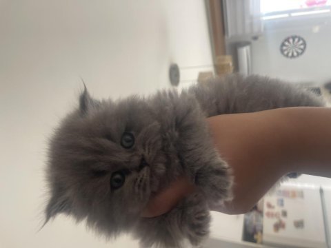Scottish fold bebeğimiz