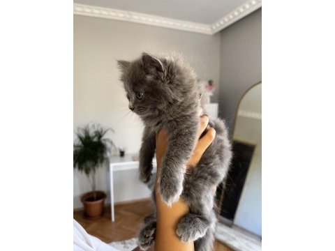 British shorthair blue