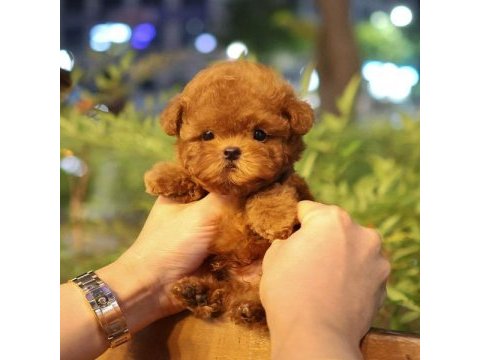 A scrli̇ ev üreti̇mi̇ toy poodle yavrularimiz kore
