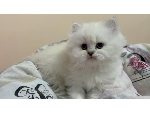 Masmavi gözlü british longhair dişi yavru
