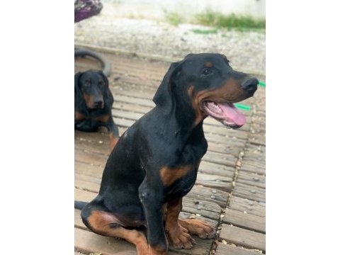 A clas fcı kıf şecere son doberman yavrular