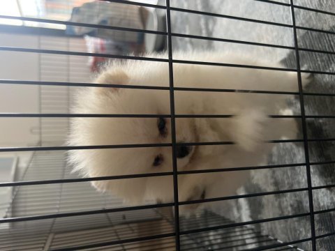 2.5 aylık orjinal aşıları tam pomeranian boo