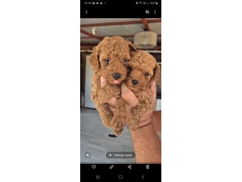 Evınızın poodle neşe kaynakları