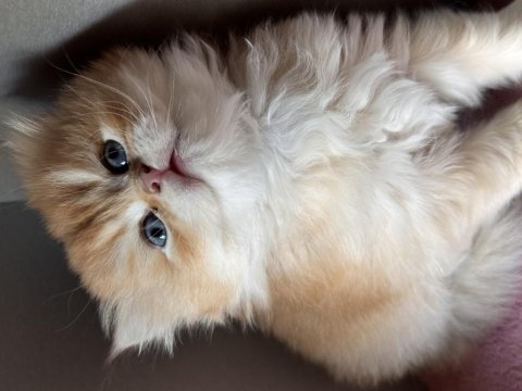 Safkan british longhair golden bebekler