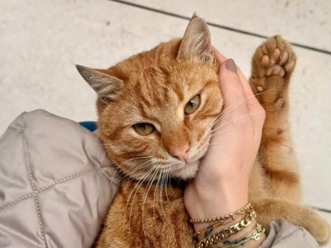Sokağa atılacak kedimize acil yuva