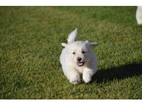 Maltese terrier 0 numara orjınal ırk