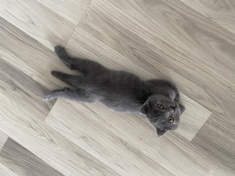 Ücretsiz 3,5 aylık scottish fold yavrumuza yuva arıyoruz