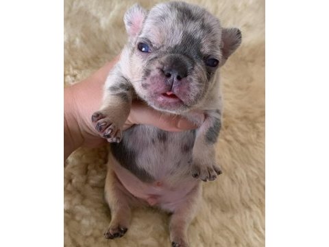 French bulldog avrupanın en özel renk tonları türkiyede