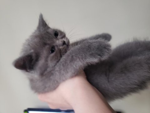Safkan british ve scottish fold