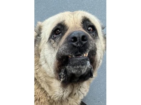 Dev ırk anadolu çoban köpeği